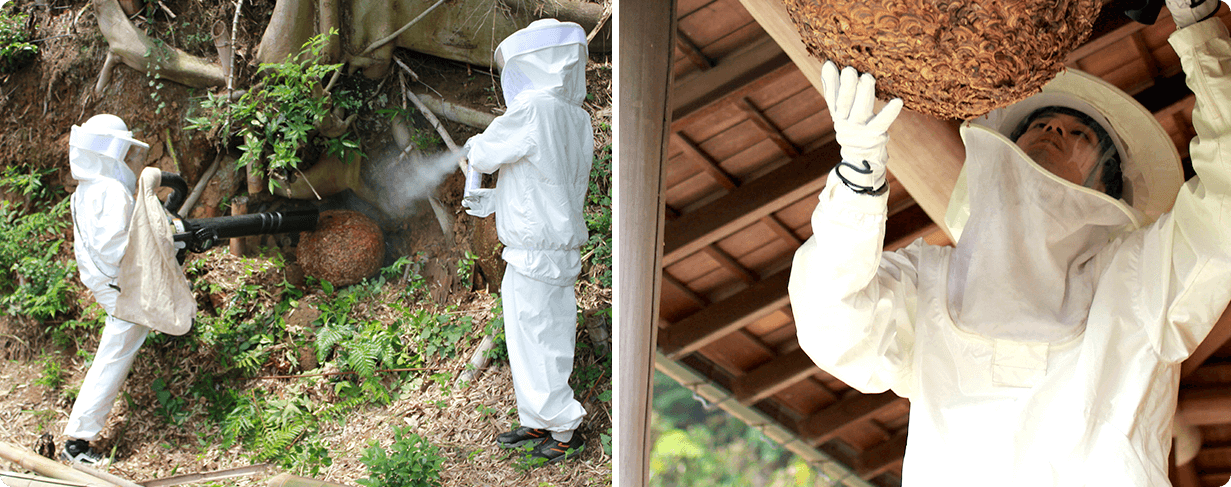 土の中の巣や屋根裏にできた巣の駆除